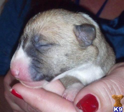 bull terrier puppy posted by markyyork