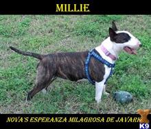 bull terrier puppy posted by markyyork