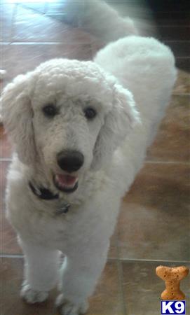 a white poodle dog with its mouth open