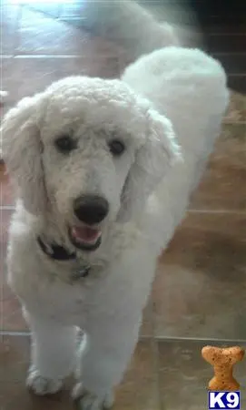 Poodle stud dog: a white poodle dog with its mouth open