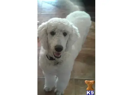 a white poodle dog with its mouth open