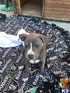american pit bull puppy posted by marlenanoble