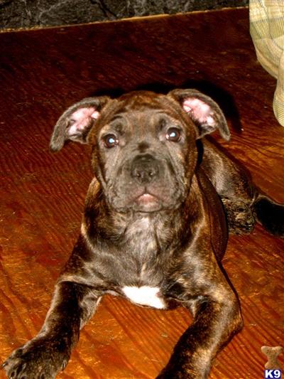 American Pit Bull Puppy for Sale: beautiful,strong and cute 12 week old ...