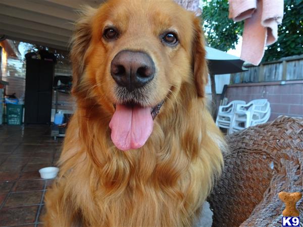 golden retriever stud fee golden retriever stud marley 4 years golden retriever stud fee golden retriever stud marley 4 years