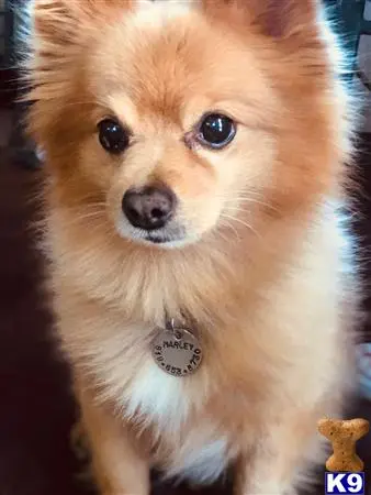 Pomeranian