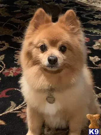 Pomeranian stud dog