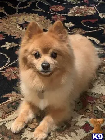 Pomeranian stud dog