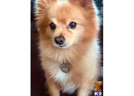 Pomeranian