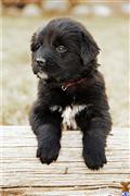 newfoundland puppy posted by marlinjnewhaven