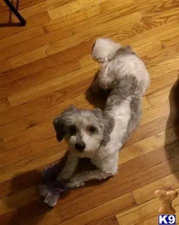 Havanese stud dog