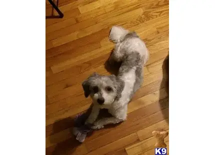 a havanese dog lying on a toy