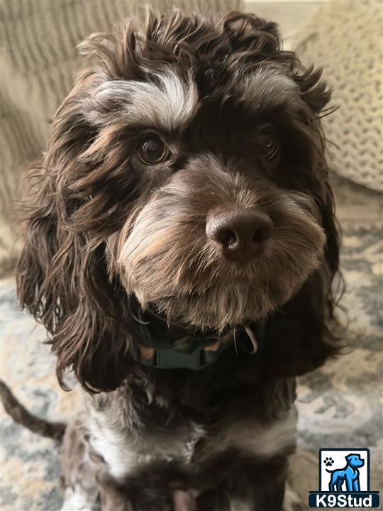 a cockapoos dog sitting on a rug