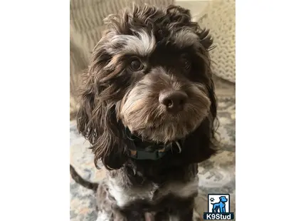 a cockapoos dog sitting on a rug