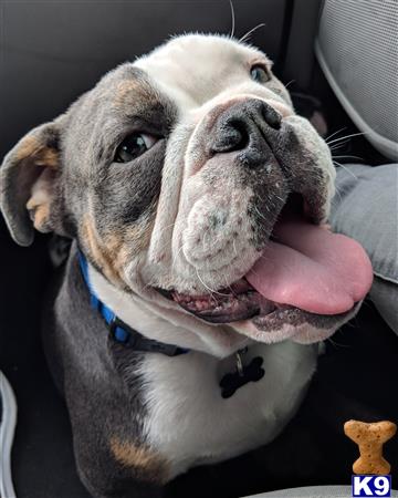a english bulldog dog with its tongue out