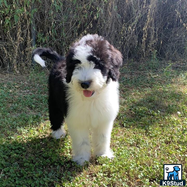 a bernedoodle dog standing in grass