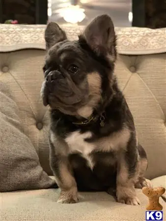 French Bulldog stud dog