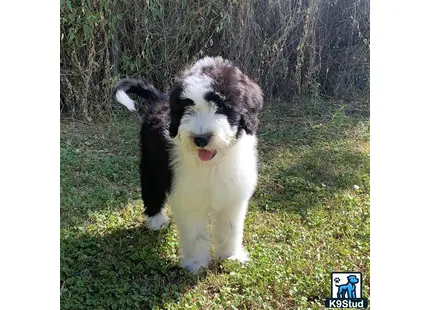 a bernedoodle dog standing in grass