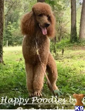 Poodle stud dog: a lion standing in a forest