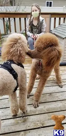 Poodle stud dog: a person in a garment with two poodle dogs