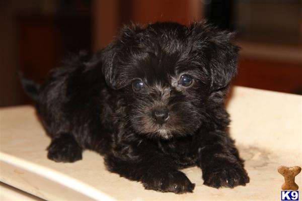 yorkies mixed with other breeds mixed breed puppy for sale yorkie poo puppies 6 years yorkies mixed with other breeds mixed breed puppy for sale yorkie poo puppies 6 years
