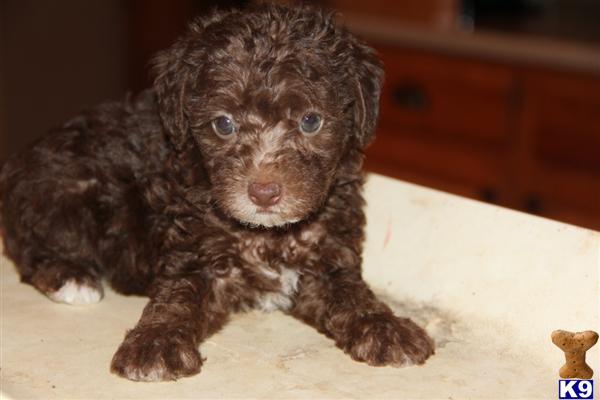 yorkies for sale in scottsville ky mixed breed puppy for sale yorkie poo puppies 6 years yorkies for sale in scottsville ky mixed breed puppy for sale yorkie poo puppies 6 years