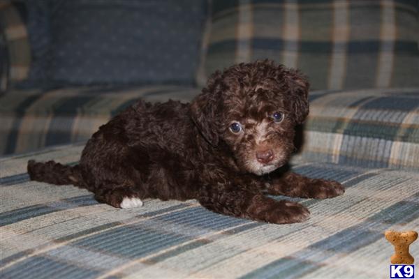 yorkies for sale in scottsville ky mixed breed puppy for sale yorkie poo puppies 6 years yorkies for sale in scottsville ky mixed breed puppy for sale yorkie poo puppies 6 years
