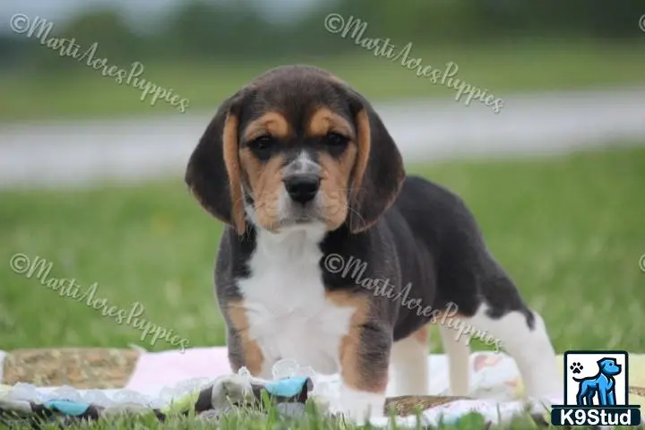 Beagle puppy for sale: a beagle puppy sitting on a blanket