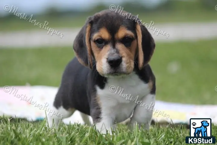 Beagle puppy for sale: a beagle puppy in the grass