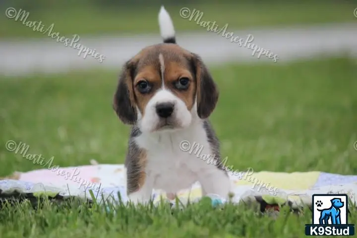 Beagle puppy for sale: a beagle dog lying on a blanket