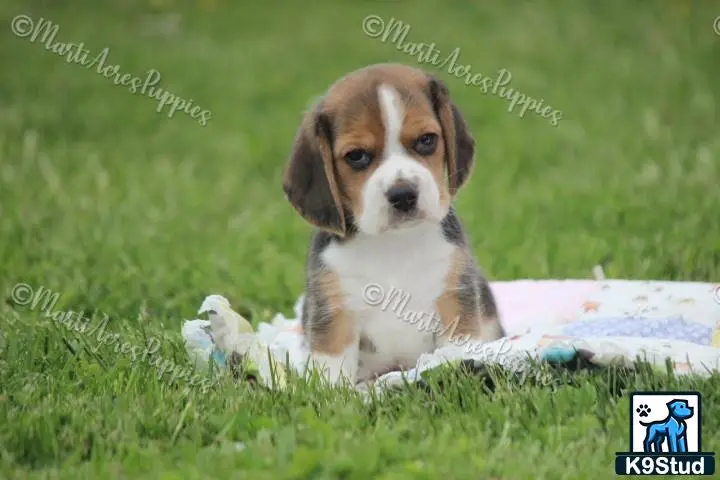 Beagle puppy for sale: a beagle dog lying in the grass