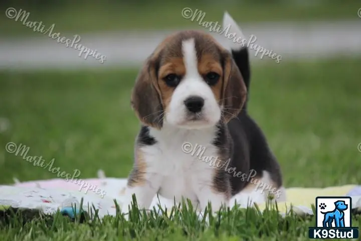 Beagle puppy for sale: a beagle dog sitting in the grass