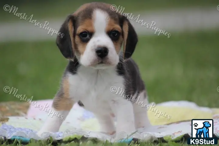 Beagle puppy for sale: a beagle dog sitting on a blanket