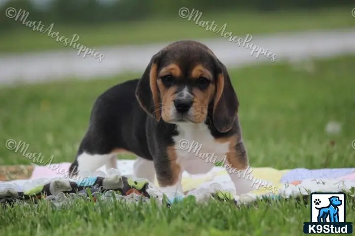 Beagle puppy for sale: a beagle dog sitting in grass
