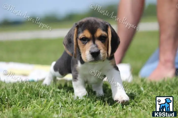 Beagle puppy for sale: a beagle dog sitting on grass