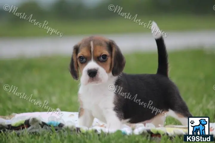 Beagle puppy for sale: a beagle dog sitting in the grass