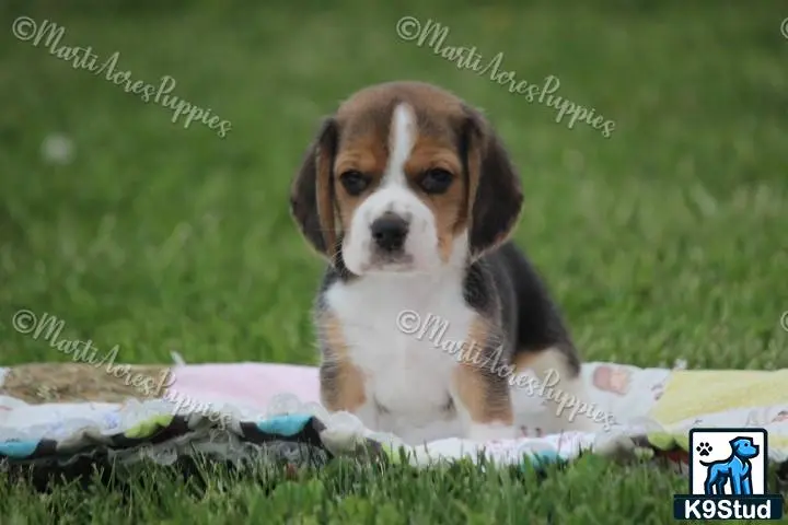 Beagle puppy for sale: a beagle puppy sitting on a blanket