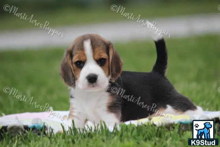 Beagle puppy for sale: a beagle dog lying in a hammock