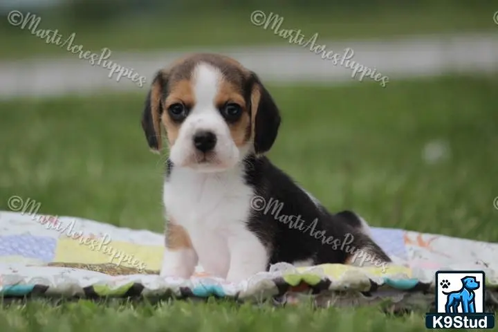 Beagle puppy for sale: a beagle dog sitting on a blanket
