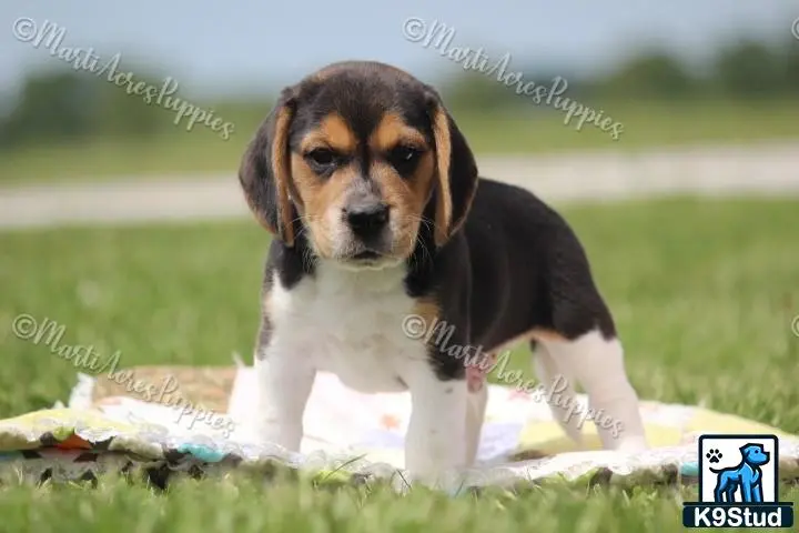 Beagle puppy for sale: a beagle dog standing on grass