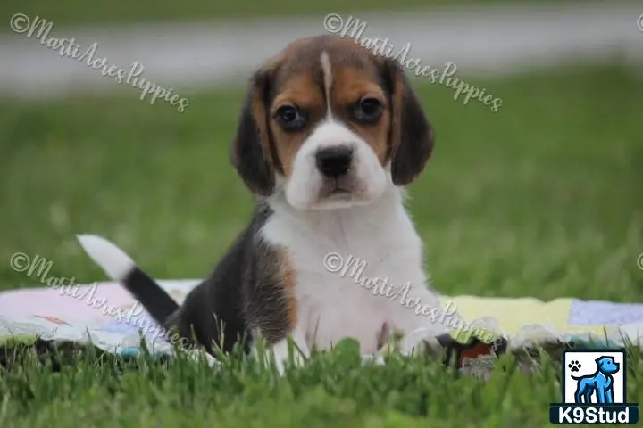 Beagle puppy for sale: a beagle dog sitting in a blanket