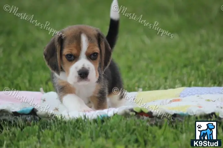 Beagle puppy for sale: a beagle dog lying on a blanket