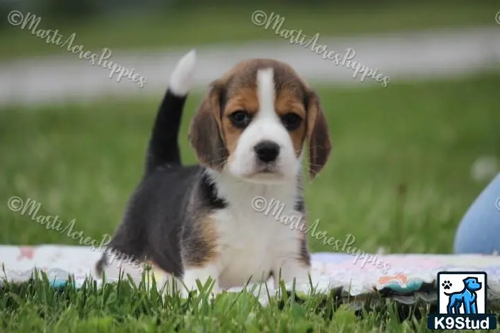 Beagle puppy for sale: a beagle dog sitting in the grass