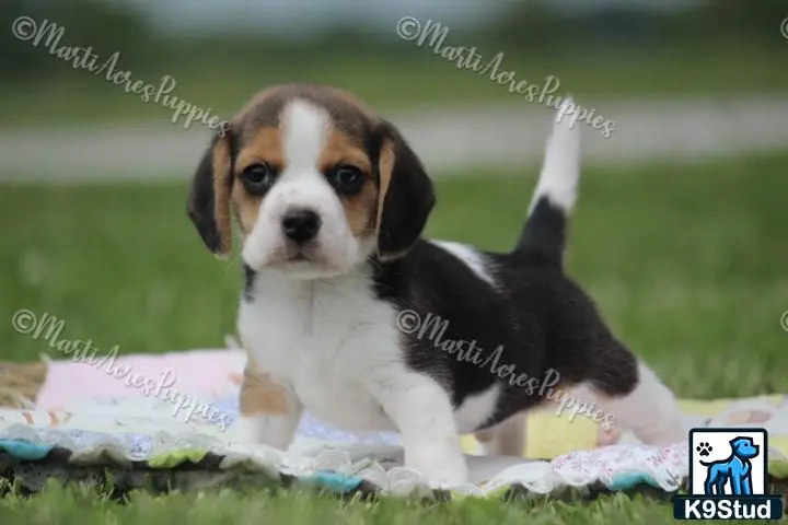 Beagle puppy for sale: a beagle dog standing on a blanket