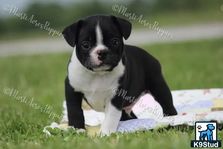 Boston Terrier puppy for sale: a black and white boston terrier puppy