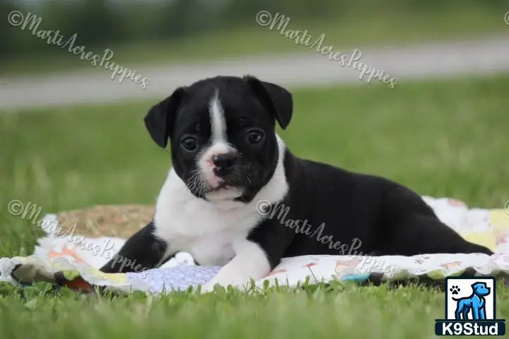 Boston Terrier puppy for sale: a boston terrier dog lying on a blanket