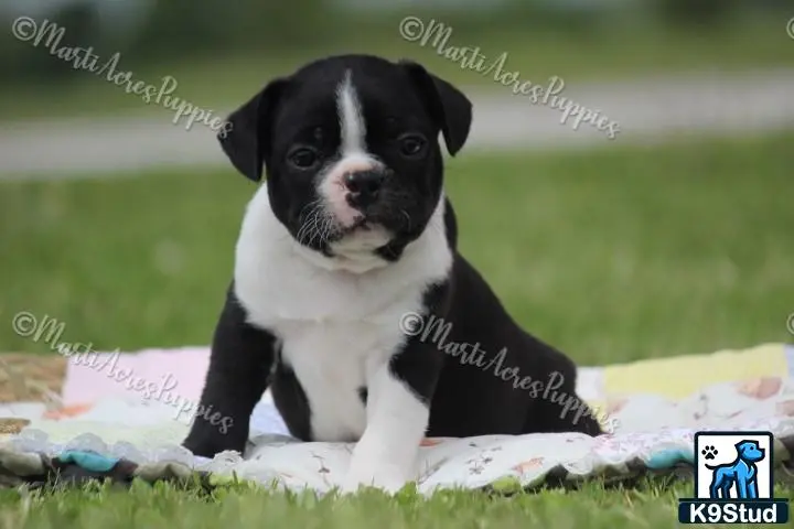Boston Terrier puppy for sale: a small black and white boston terrier dog