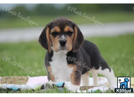 Beagle puppy for sale: a beagle puppy sitting on a blanket