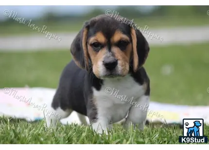 Beagle puppy for sale: a beagle puppy in the grass