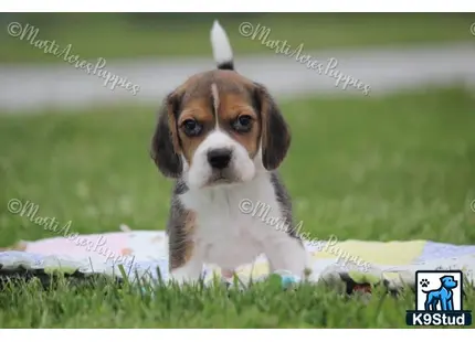 Beagle puppy for sale: a beagle dog lying on a blanket