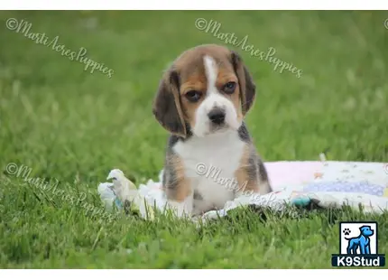 Beagle puppy for sale: a beagle dog lying in the grass